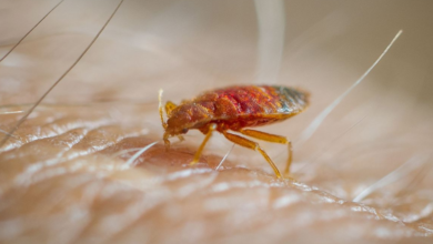 Home Remedies for Killing Bedbugs Naturally