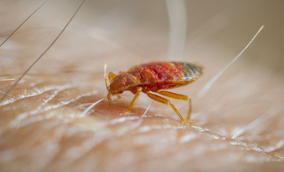 Home Remedies for Killing Bedbugs Naturally