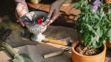 optimize your digital growth